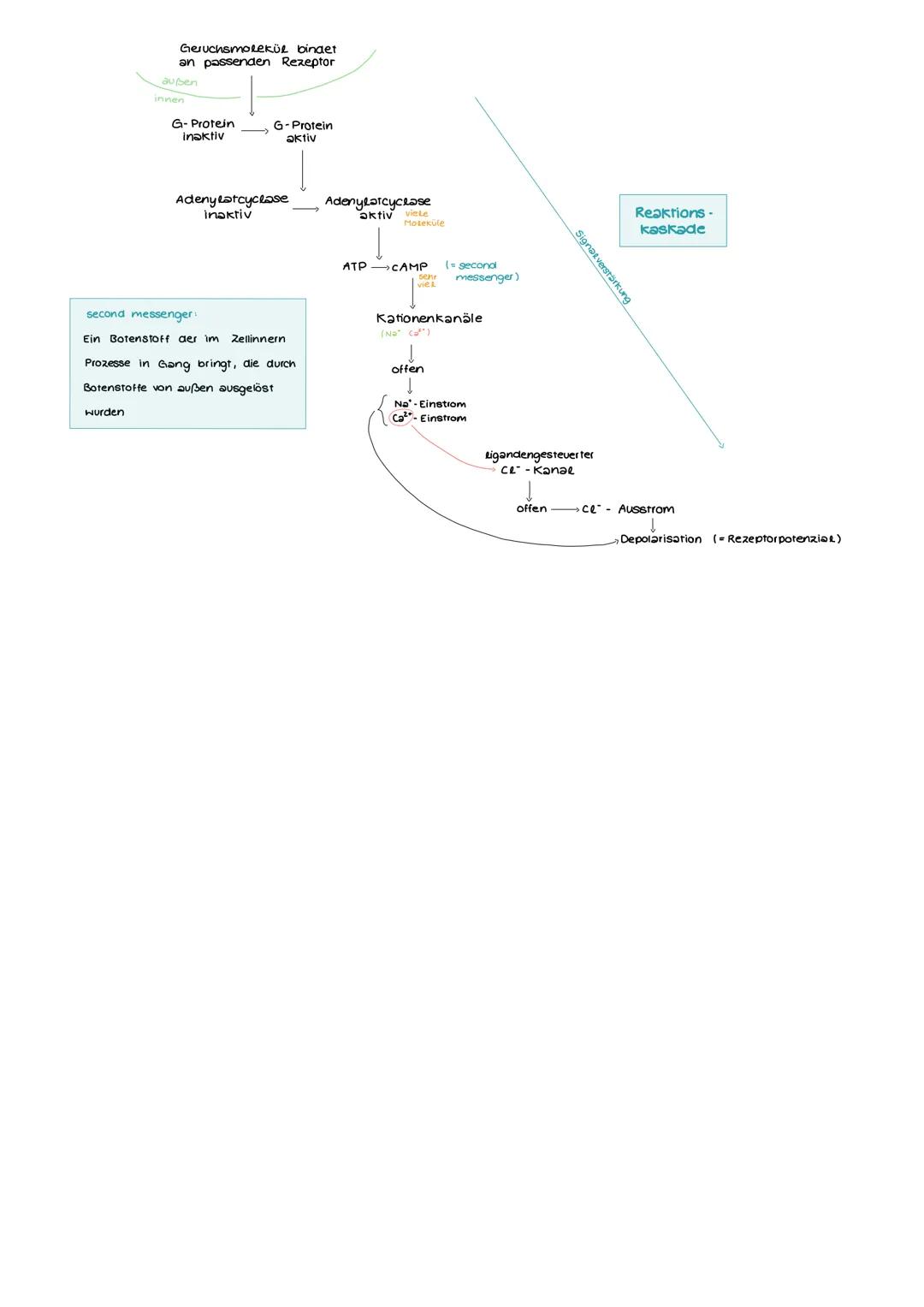 Aufbau und Funktion einer Nervenzelle
Markscheide
Mikrotubuli
Zellkern
der Schwann-
Zelle
Motor proteine:
Gliazellen:
NEUROBIOLOGIE
-Ranvier