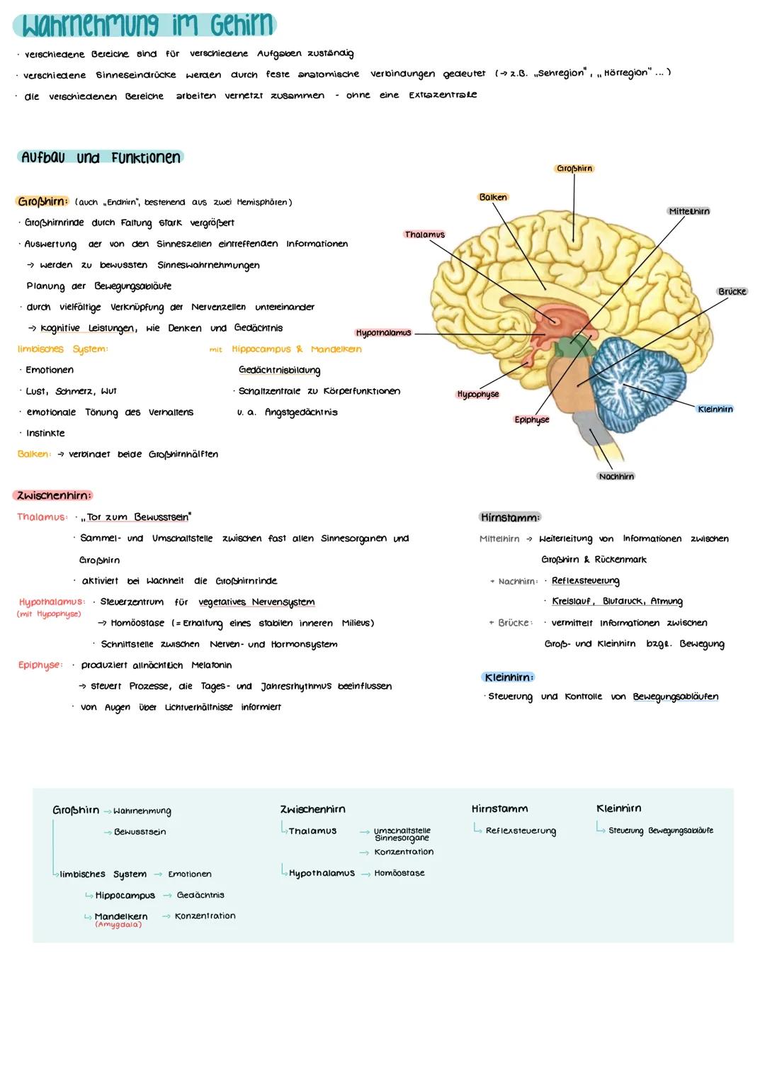 Aufbau und Funktion einer Nervenzelle
Markscheide
Mikrotubuli
Zellkern
der Schwann-
Zelle
Motor proteine:
Gliazellen:
NEUROBIOLOGIE
-Ranvier