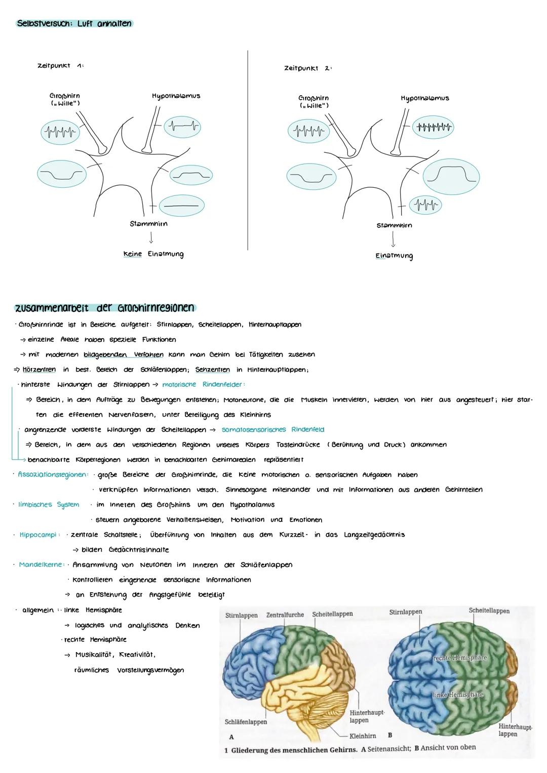 Aufbau und Funktion einer Nervenzelle
Markscheide
Mikrotubuli
Zellkern
der Schwann-
Zelle
Motor proteine:
Gliazellen:
NEUROBIOLOGIE
-Ranvier