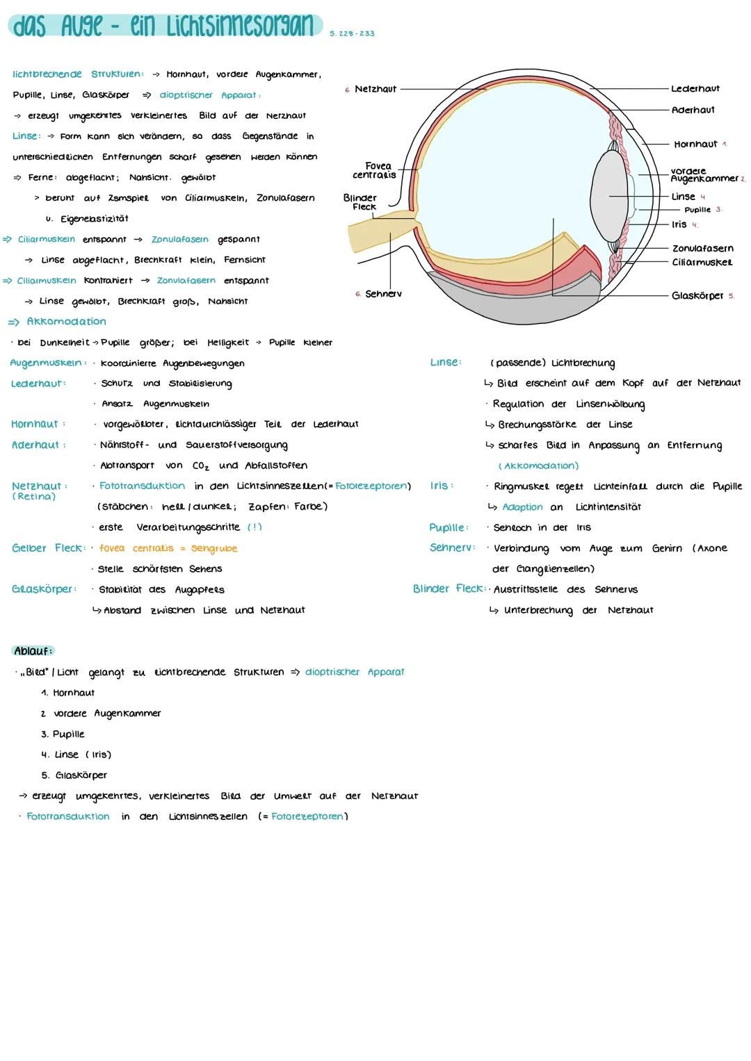 Aufbau und Funktion einer Nervenzelle
Markscheide
Mikrotubuli
Zellkern
der Schwann-
Zelle
Motor proteine:
Gliazellen:
NEUROBIOLOGIE
-Ranvier