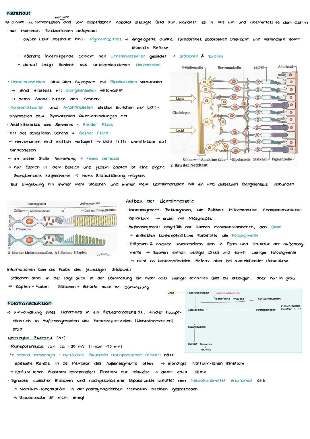 Aufbau und Funktion einer Nervenzelle
Markscheide
Mikrotubuli
Zellkern
der Schwann-
Zelle
Motor proteine:
Gliazellen:
NEUROBIOLOGIE
-Ranvier