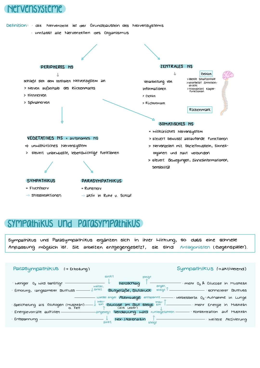 Aufbau und Funktion einer Nervenzelle
Markscheide
Mikrotubuli
Zellkern
der Schwann-
Zelle
Motor proteine:
Gliazellen:
NEUROBIOLOGIE
-Ranvier