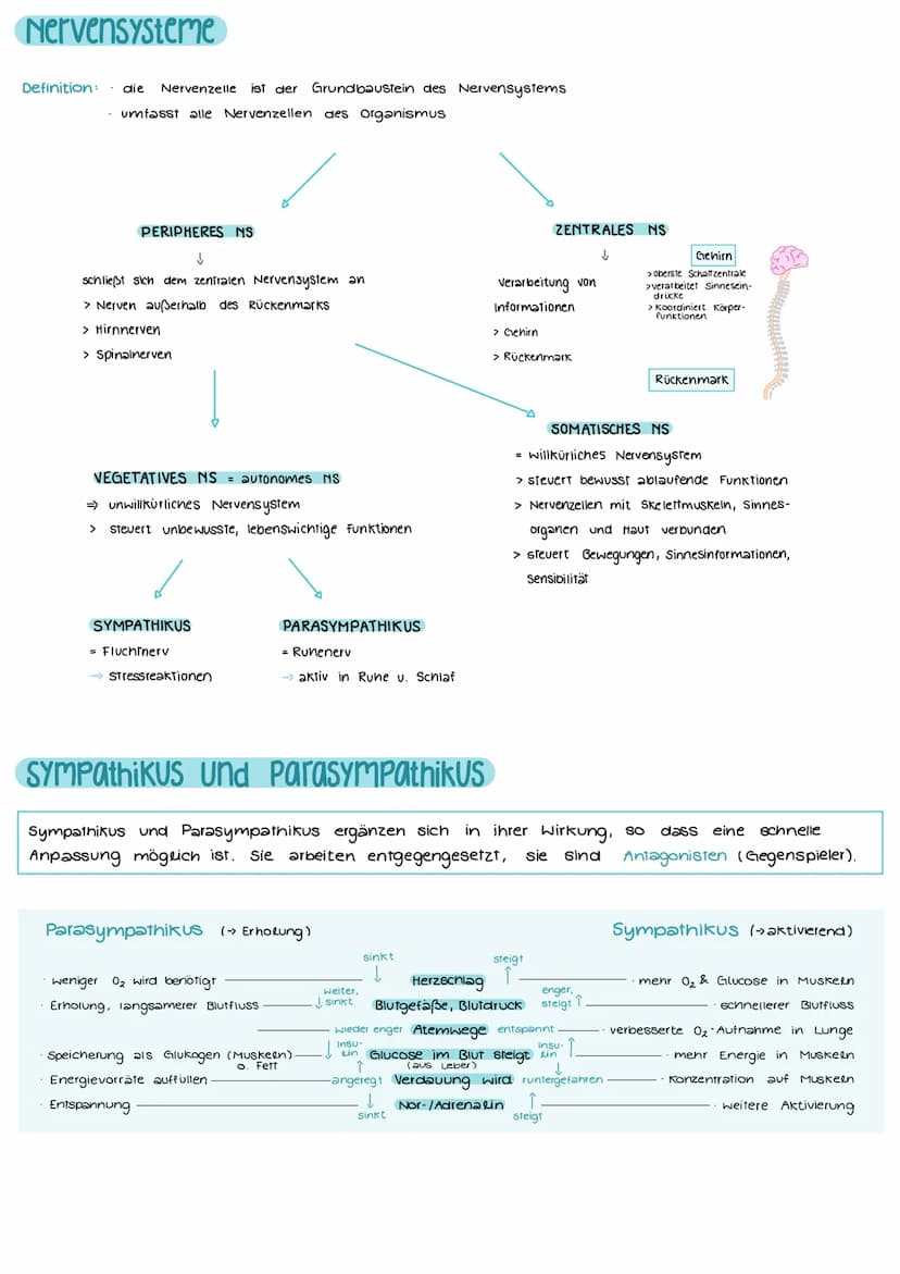 Aufbau und Funktion einer Nervenzelle
Markscheide
Mikrotubuli
Zellkern
der Schwann-
Zelle
Motor proteine:
Gliazellen:
NEUROBIOLOGIE
-Ranvier