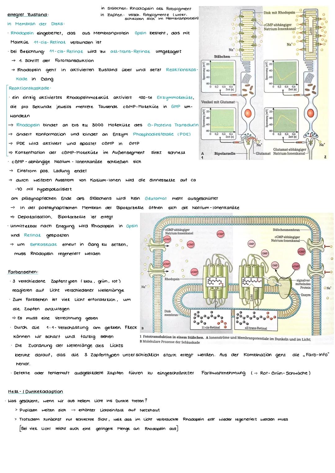 Aufbau und Funktion einer Nervenzelle
Markscheide
Mikrotubuli
Zellkern
der Schwann-
Zelle
Motor proteine:
Gliazellen:
NEUROBIOLOGIE
-Ranvier