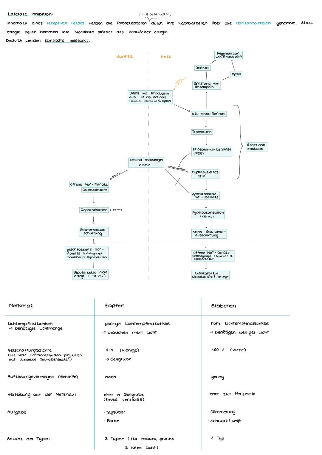 Aufbau und Funktion einer Nervenzelle
Markscheide
Mikrotubuli
Zellkern
der Schwann-
Zelle
Motor proteine:
Gliazellen:
NEUROBIOLOGIE
-Ranvier