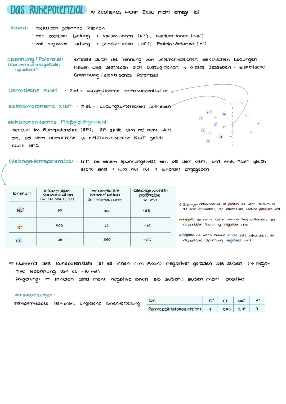 Aufbau und Funktion einer Nervenzelle
Markscheide
Mikrotubuli
Zellkern
der Schwann-
Zelle
Motor proteine:
Gliazellen:
NEUROBIOLOGIE
-Ranvier