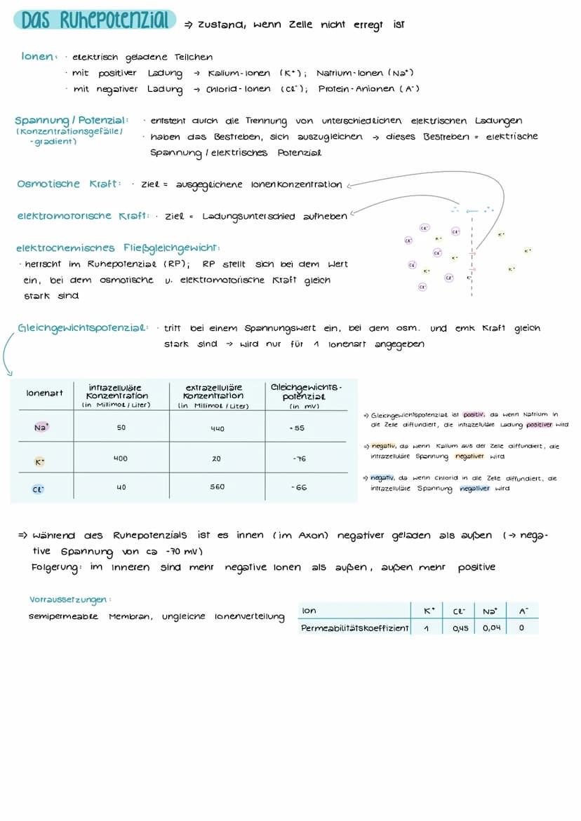 Aufbau und Funktion einer Nervenzelle
Markscheide
Mikrotubuli
Zellkern
der Schwann-
Zelle
Motor proteine:
Gliazellen:
NEUROBIOLOGIE
-Ranvier