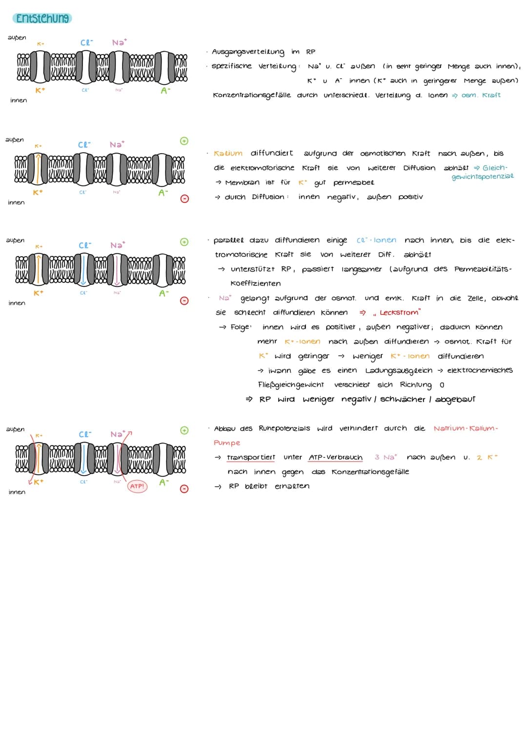 Aufbau und Funktion einer Nervenzelle
Markscheide
Mikrotubuli
Zellkern
der Schwann-
Zelle
Motor proteine:
Gliazellen:
NEUROBIOLOGIE
-Ranvier