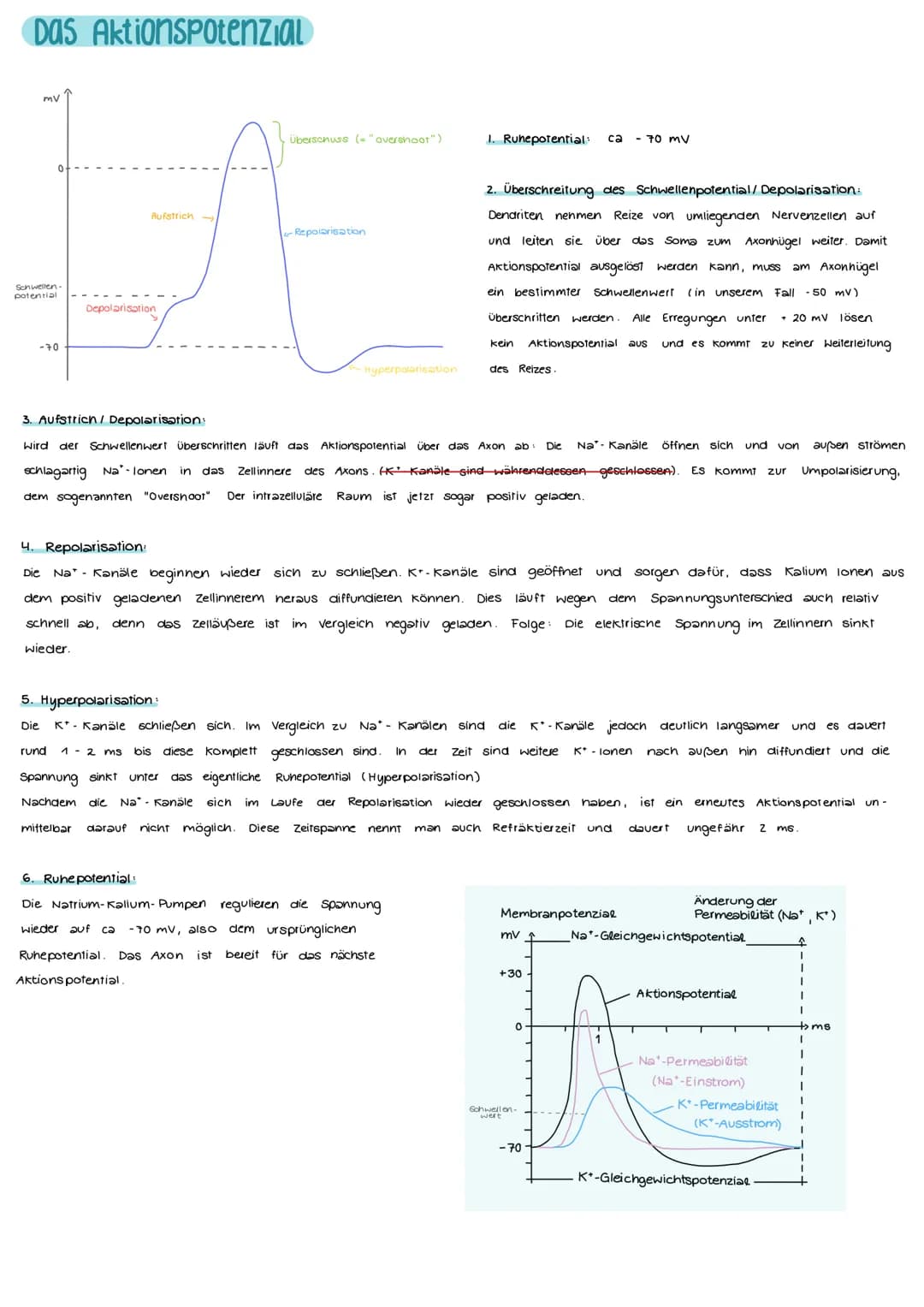 Aufbau und Funktion einer Nervenzelle
Markscheide
Mikrotubuli
Zellkern
der Schwann-
Zelle
Motor proteine:
Gliazellen:
NEUROBIOLOGIE
-Ranvier