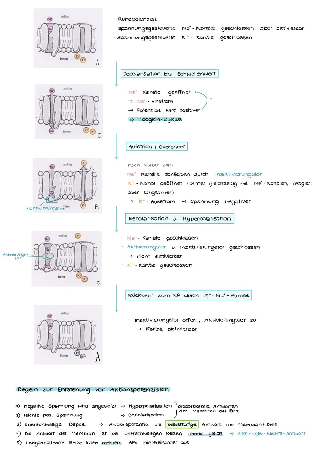 Aufbau und Funktion einer Nervenzelle
Markscheide
Mikrotubuli
Zellkern
der Schwann-
Zelle
Motor proteine:
Gliazellen:
NEUROBIOLOGIE
-Ranvier