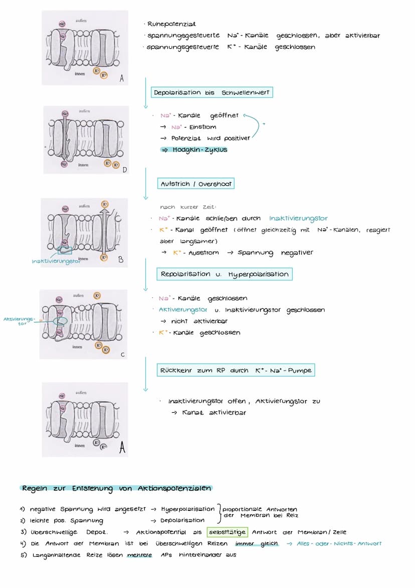 Aufbau und Funktion einer Nervenzelle
Markscheide
Mikrotubuli
Zellkern
der Schwann-
Zelle
Motor proteine:
Gliazellen:
NEUROBIOLOGIE
-Ranvier