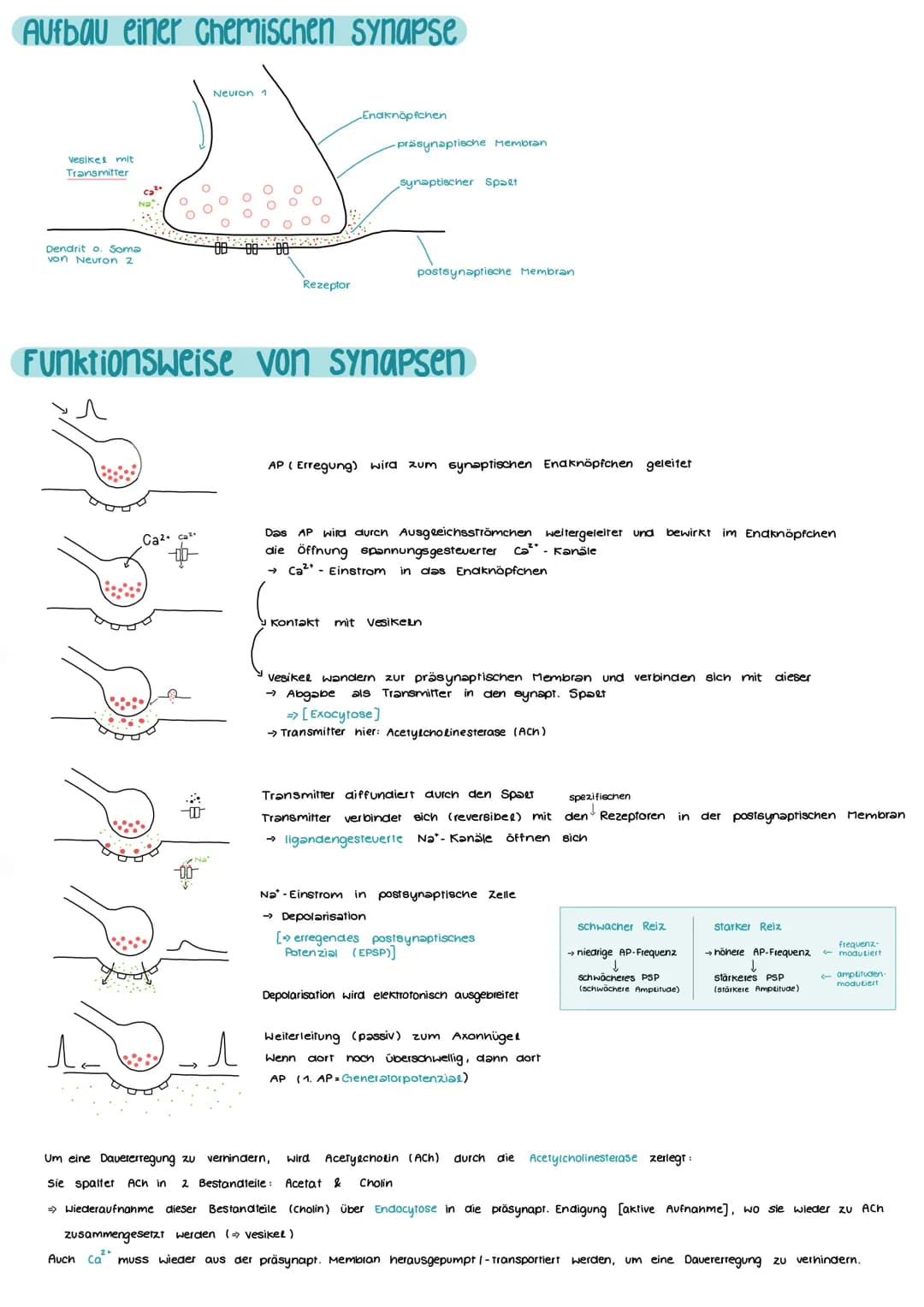 Aufbau und Funktion einer Nervenzelle
Markscheide
Mikrotubuli
Zellkern
der Schwann-
Zelle
Motor proteine:
Gliazellen:
NEUROBIOLOGIE
-Ranvier