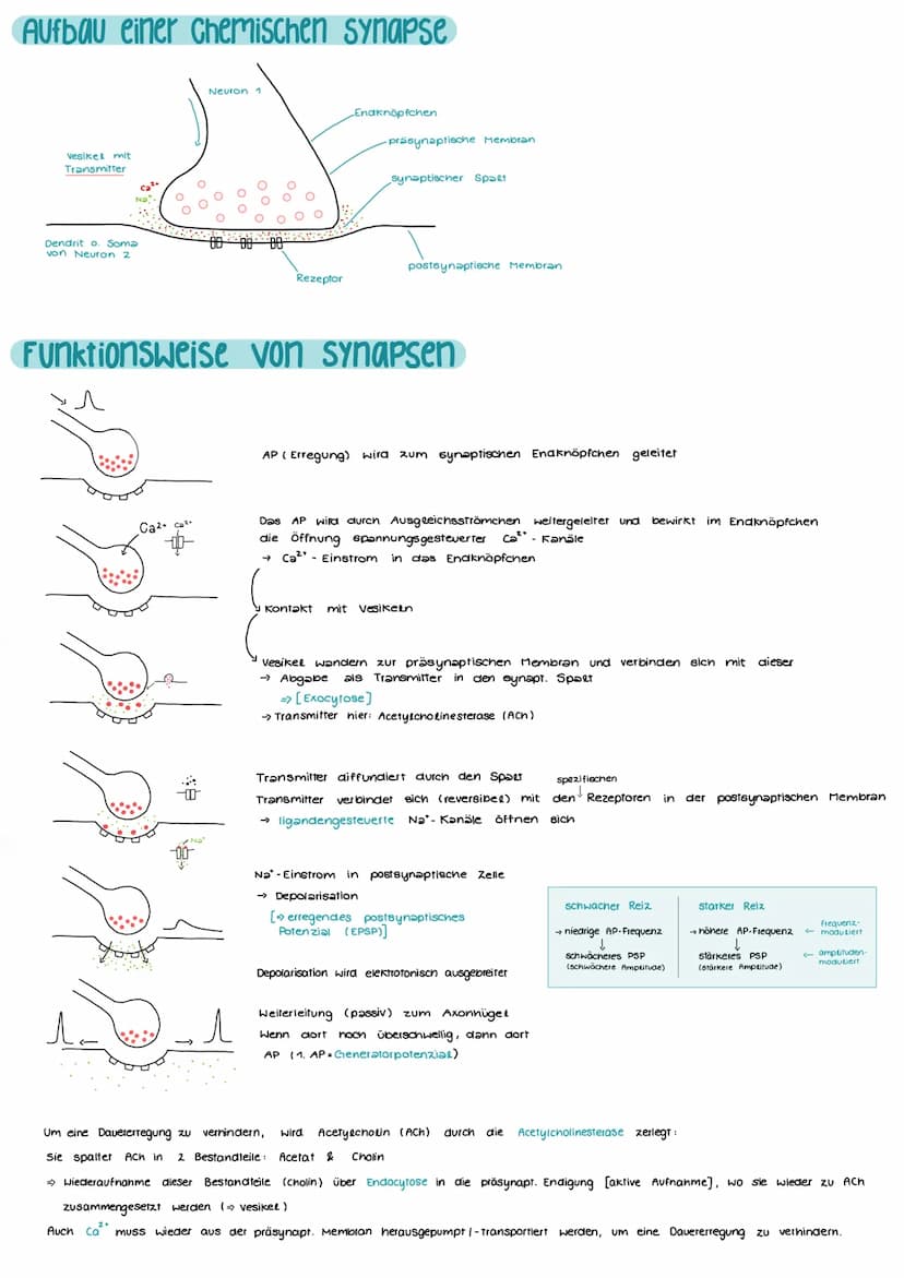 Aufbau und Funktion einer Nervenzelle
Markscheide
Mikrotubuli
Zellkern
der Schwann-
Zelle
Motor proteine:
Gliazellen:
NEUROBIOLOGIE
-Ranvier