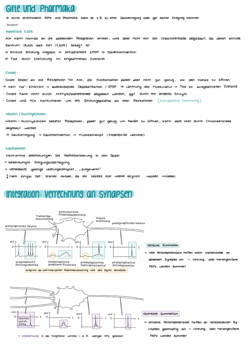 Aufbau und Funktion einer Nervenzelle
Markscheide
Mikrotubuli
Zellkern
der Schwann-
Zelle
Motor proteine:
Gliazellen:
NEUROBIOLOGIE
-Ranvier