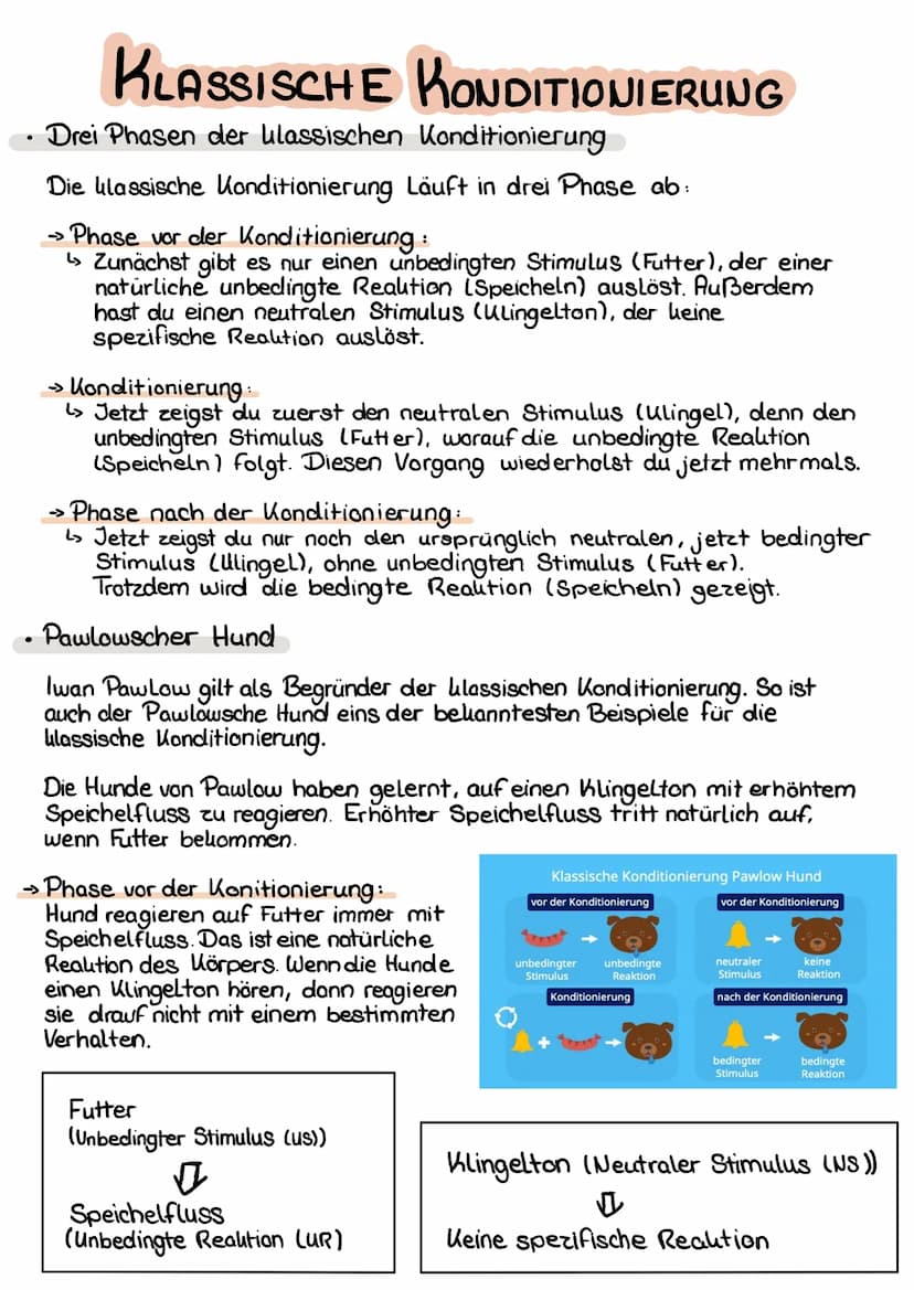 KLASSISCHE KONDITIONIERUNG
Drei Phasen der klassischen Konditionierung
Die klassische Konditionierung Läuft in drei Phase ab:
->>
• Phase vo