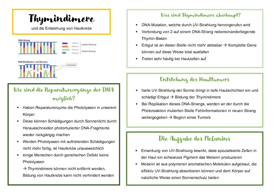 Wie Dimerbildung DNA und UV-Strahlung Hautkrebs verursachen – Einfach erklärt!