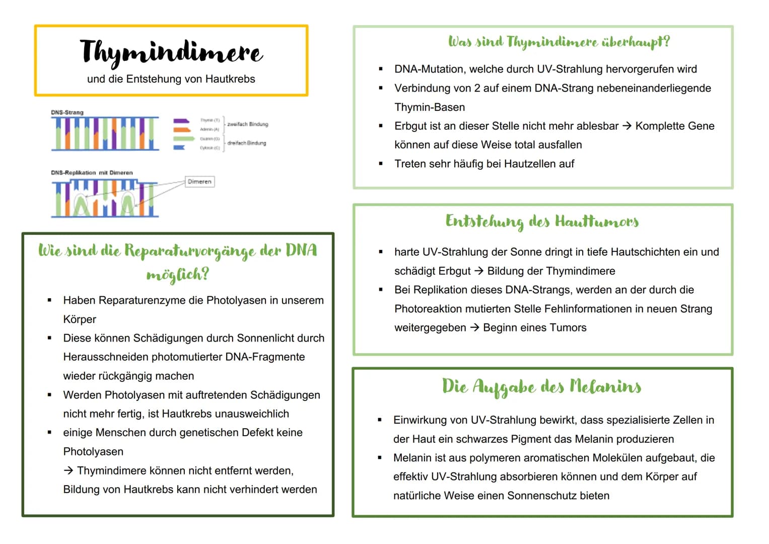 DNS-Strang
Thymindimere
und die Entstehung von Hautkrebs
DNS-Replikation mit Dimeren
■
■
Adenin (A)
Dean (3)
Cy()
Dimeren
zweifach Bindung
W