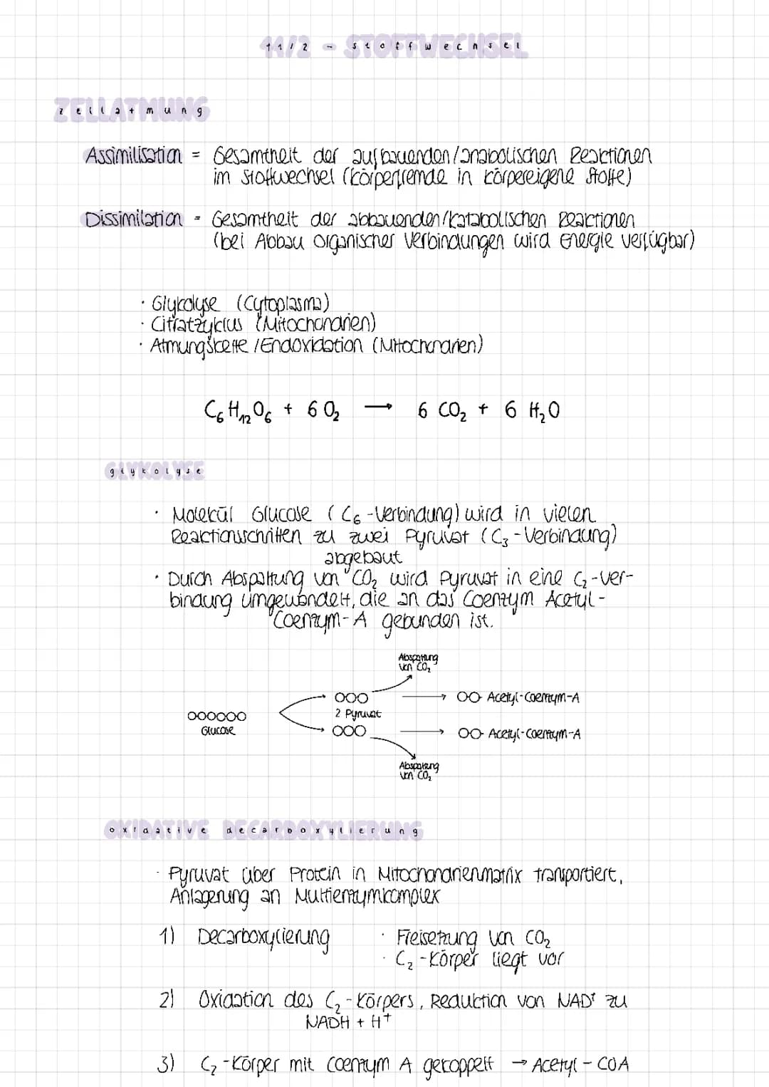 Fotosynthese und Zellatmung - Arbeitsblatt Lösungen und Erklärungen