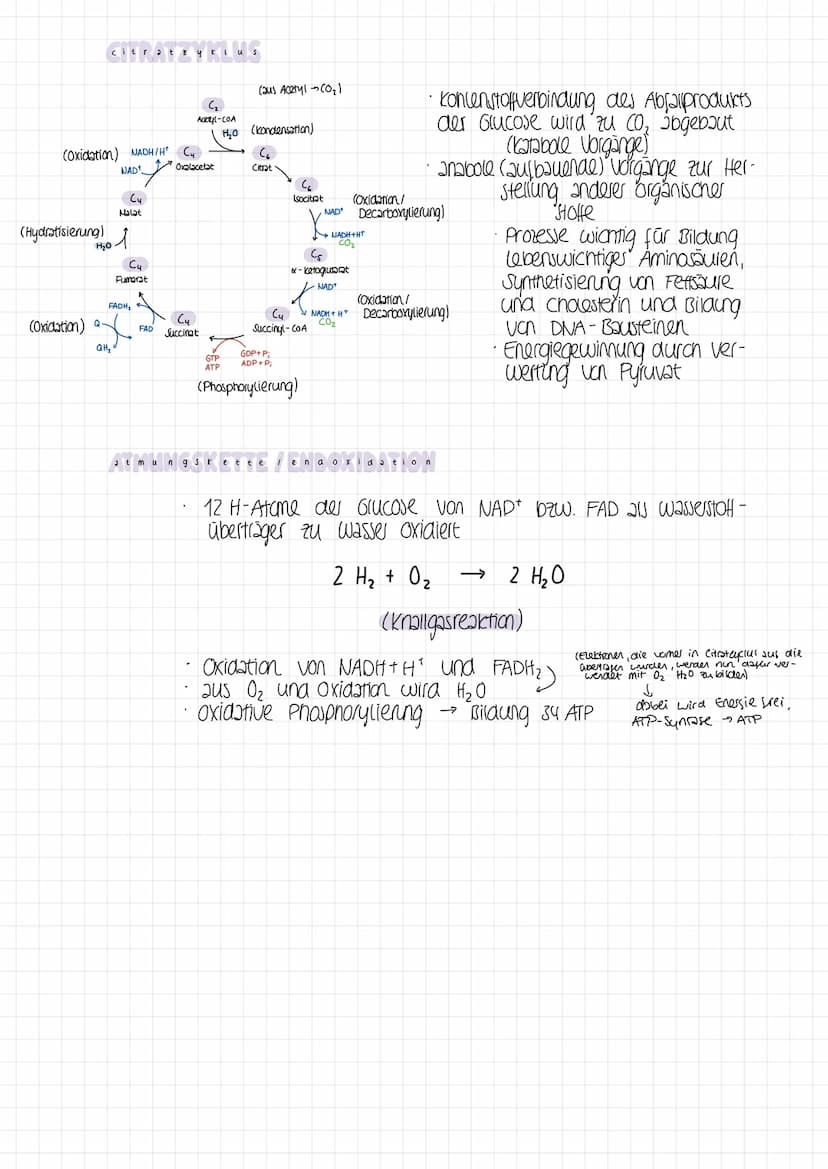 2 ella + mung9
Assimilisation
=
Dissimilation Gesamtheit der abbauenden /katabolischen Reaktionen
(bei Abbau organischer Verbindungen wird e