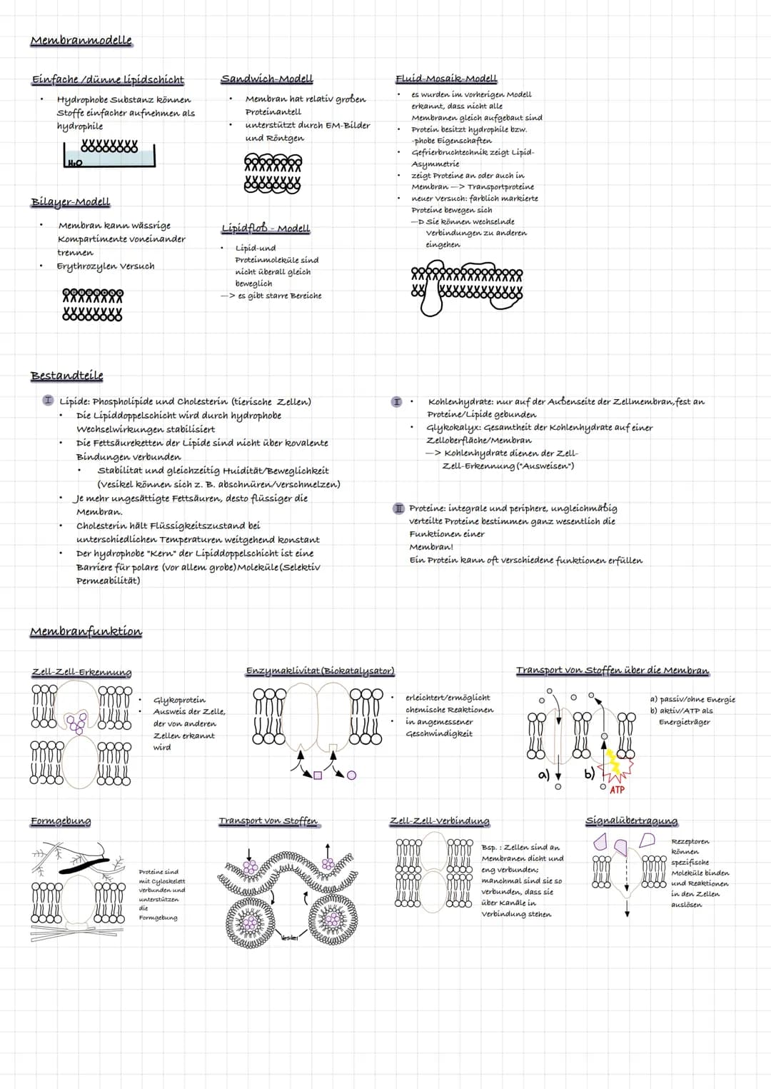 extrazelluläre Flüssigkeit
Kohlenhydratkette
Glykolipid
intrazelluläre flüssigkeit
ő
Triglycerid gehört zu den Lipíden:
र्स
ő
xxxxxxxxxxx
3-