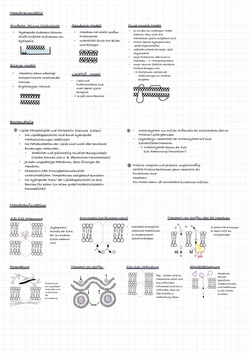 extrazelluläre Flüssigkeit
Kohlenhydratkette
Glykolipid
intrazelluläre flüssigkeit
ő
Triglycerid gehört zu den Lipíden:
र्स
ő
xxxxxxxxxxx
3-