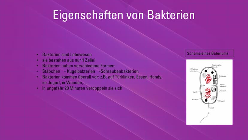 Infektionskrankheiten – Bakterien -
Viren
Übersicht
1. Was ist eine Infektion? Welche Erreger gibt es? (Krankheiten
durch...)
2. Eigenschaft