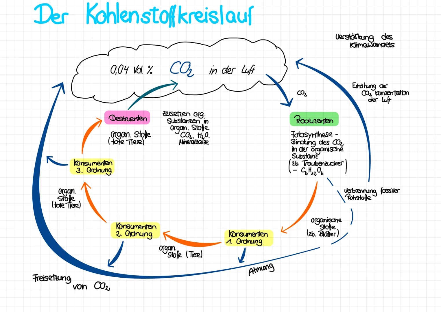 Der Kohlenstoffkreislauf
organ.
Stotte
(tote Tiere)
Freisetzung
0,04 Vol. % CO₂ in der Luft
Destruenten
argan. Stofle
(tote Tiere)"
konsumen