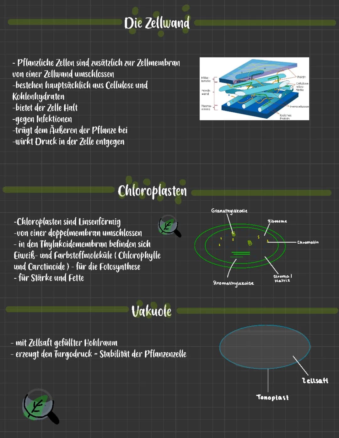 Zellorganellen 
