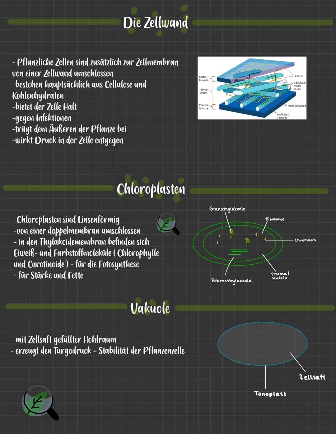 Die Zellwand
- Pflanzliche Zellen sind zusätzlich zur Zellmembran
von einer Zellwand umschlossen
-bestehen hauptsächlich aus Cellulose und
K