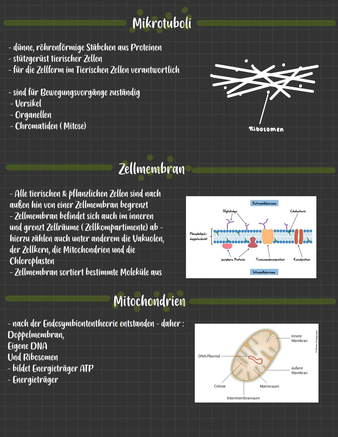 Die Zellwand
- Pflanzliche Zellen sind zusätzlich zur Zellmembran
von einer Zellwand umschlossen
-bestehen hauptsächlich aus Cellulose und
K