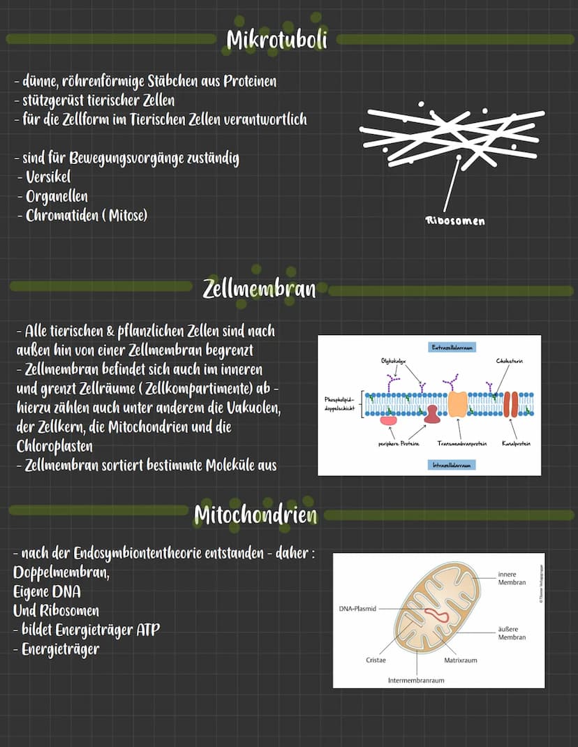 Die Zellwand
- Pflanzliche Zellen sind zusätzlich zur Zellmembran
von einer Zellwand umschlossen
-bestehen hauptsächlich aus Cellulose und
K