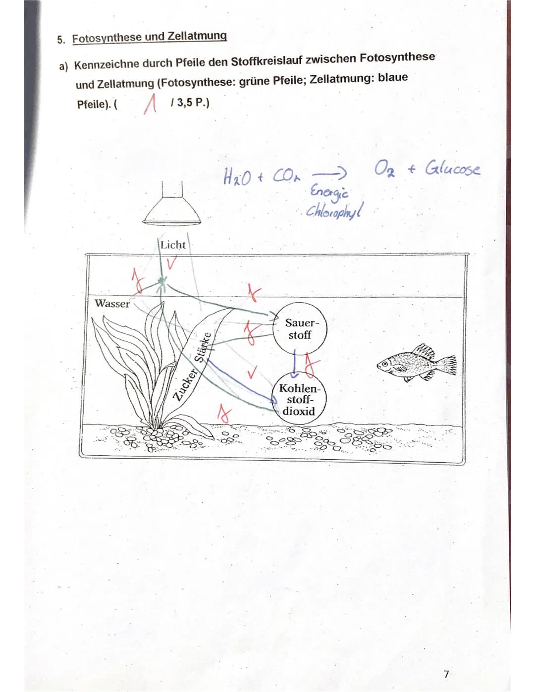 Klassenarbeit Biologie 7f
Thema: Fotosynthese + Zellatmung
Name: Elisa
1. Van Helmont, ein niederländischer Wissenschaftler des 17.
Jahrhund