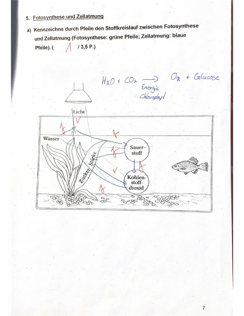 Klassenarbeit Biologie 7f
Thema: Fotosynthese + Zellatmung
Name: Elisa
1. Van Helmont, ein niederländischer Wissenschaftler des 17.
Jahrhund