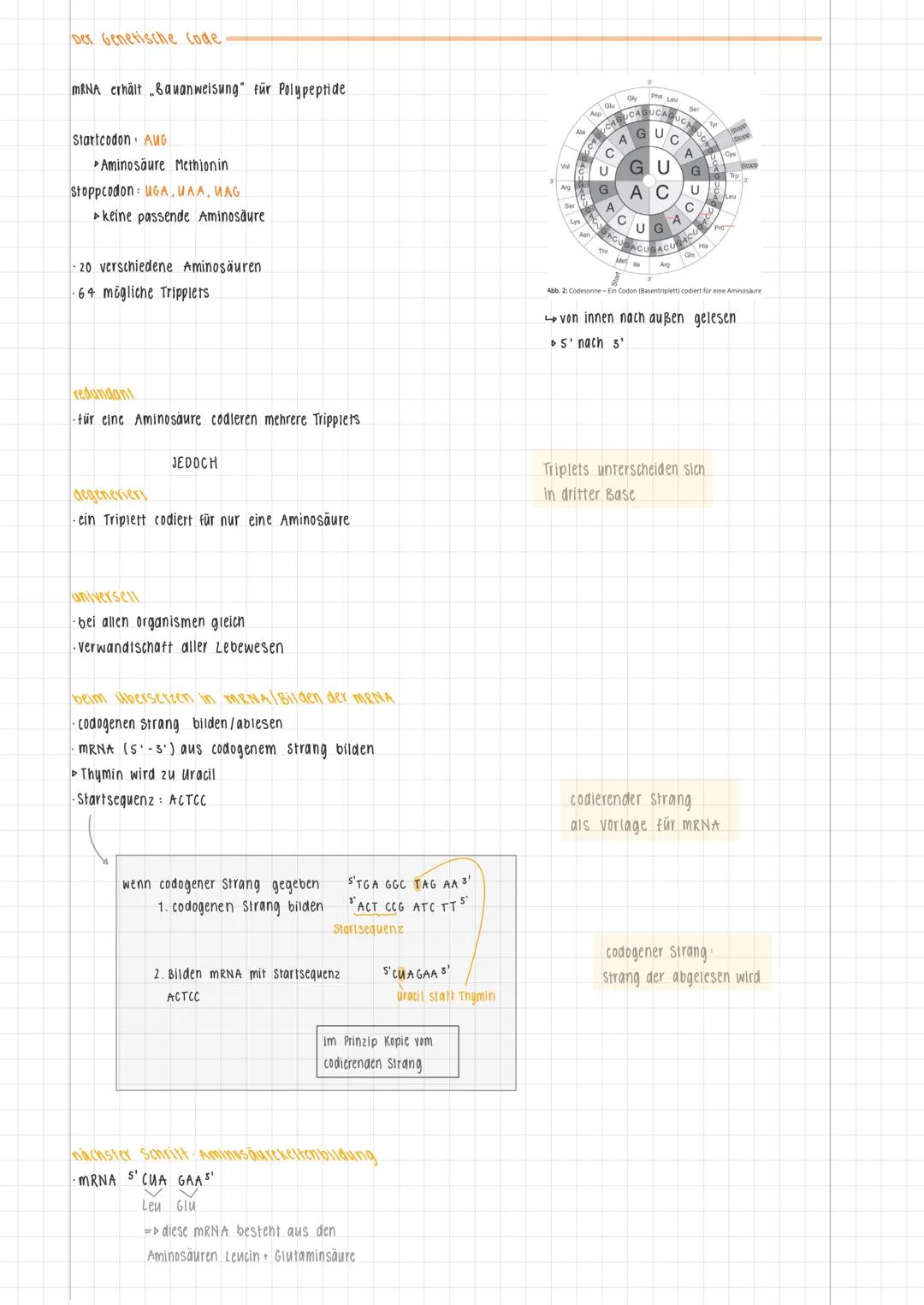 Lernzettel Genetik
Der Genetische Code, Genexpression bei Eukaryoten, Transkription, Translation, Genregulation Prokaryoten,
Transkriptionsf