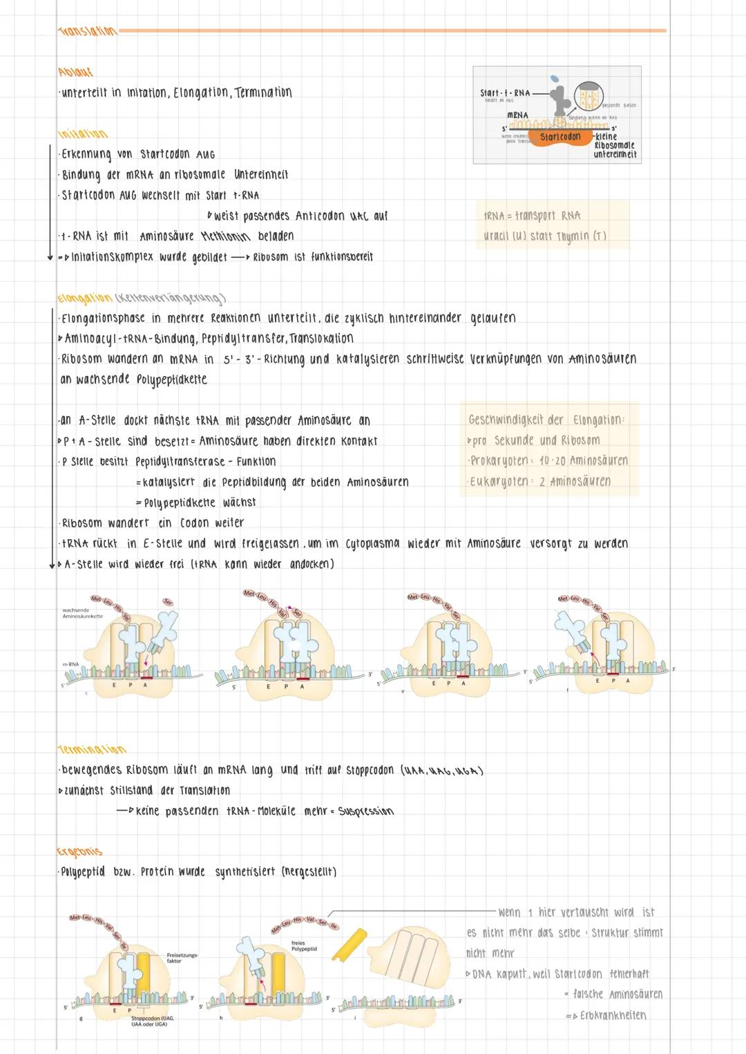 Lernzettel Genetik
Der Genetische Code, Genexpression bei Eukaryoten, Transkription, Translation, Genregulation Prokaryoten,
Transkriptionsf