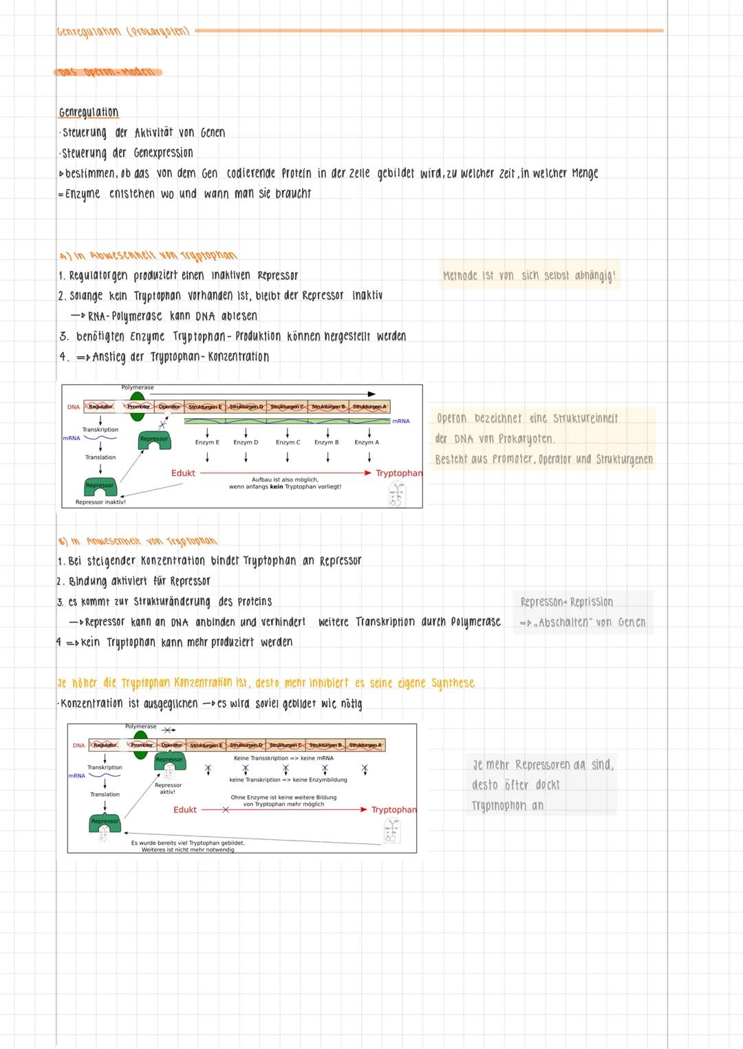 Lernzettel Genetik
Der Genetische Code, Genexpression bei Eukaryoten, Transkription, Translation, Genregulation Prokaryoten,
Transkriptionsf