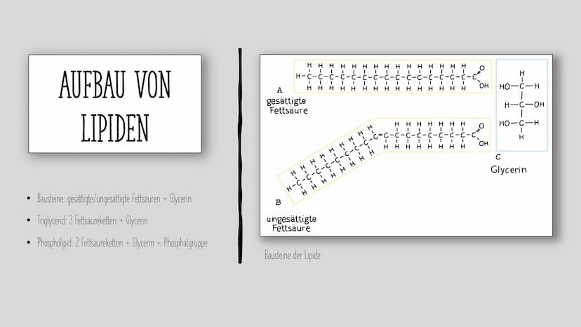 LIPIDE
Charlotte und Laura H. INHALT
Als was kommen Lipide vor?
Aufgaben und Eigenschaften von Lipiden
Aufbau von Lipiden
Fettsäuren
Grundau