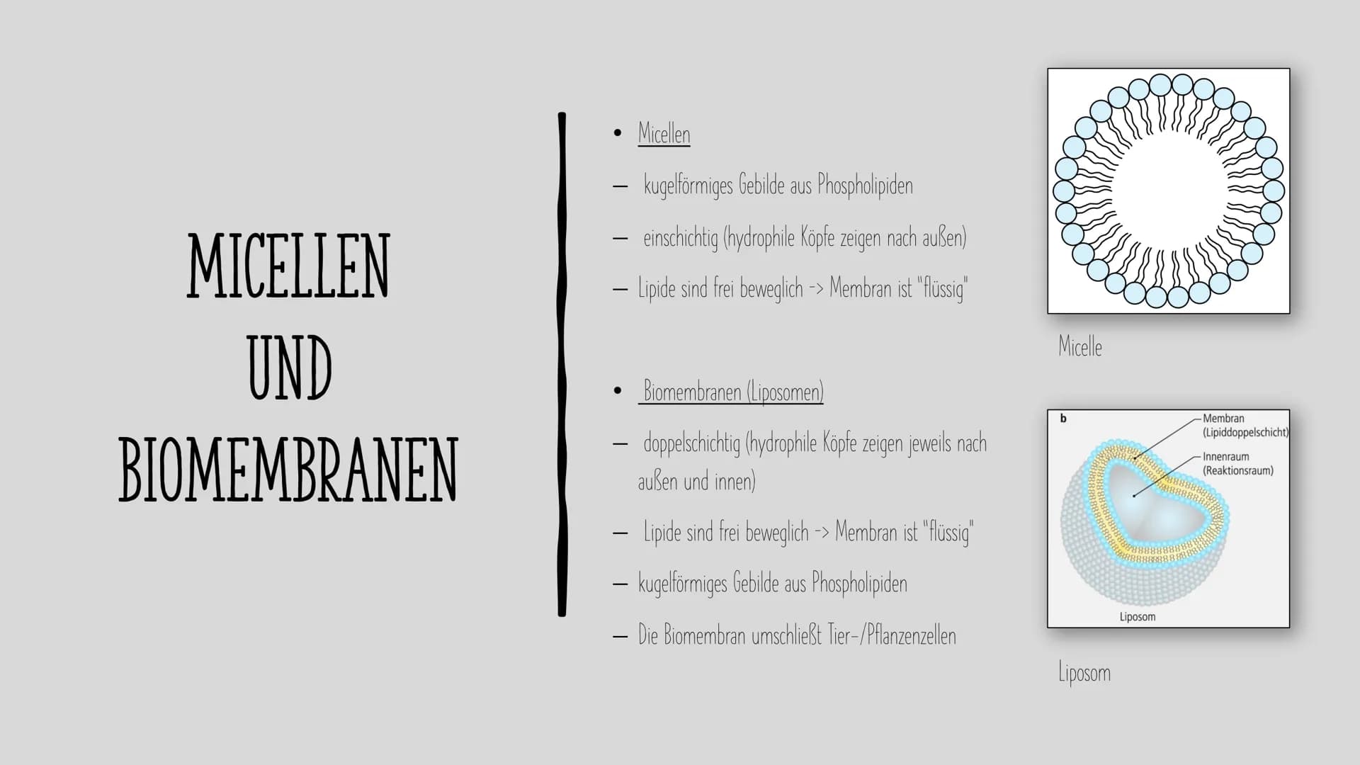 LIPIDE
Charlotte und Laura H. INHALT
Als was kommen Lipide vor?
Aufgaben und Eigenschaften von Lipiden
Aufbau von Lipiden
Fettsäuren
Grundau