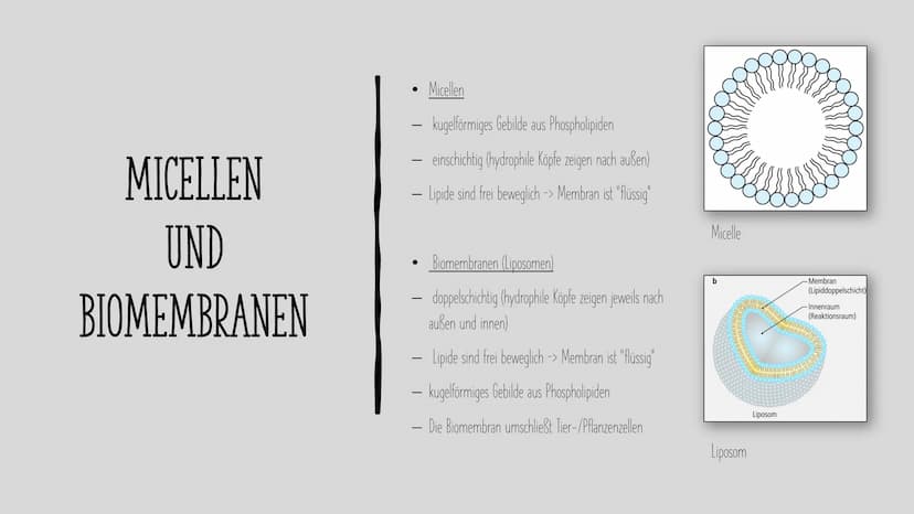 LIPIDE
Charlotte und Laura H. INHALT
Als was kommen Lipide vor?
Aufgaben und Eigenschaften von Lipiden
Aufbau von Lipiden
Fettsäuren
Grundau