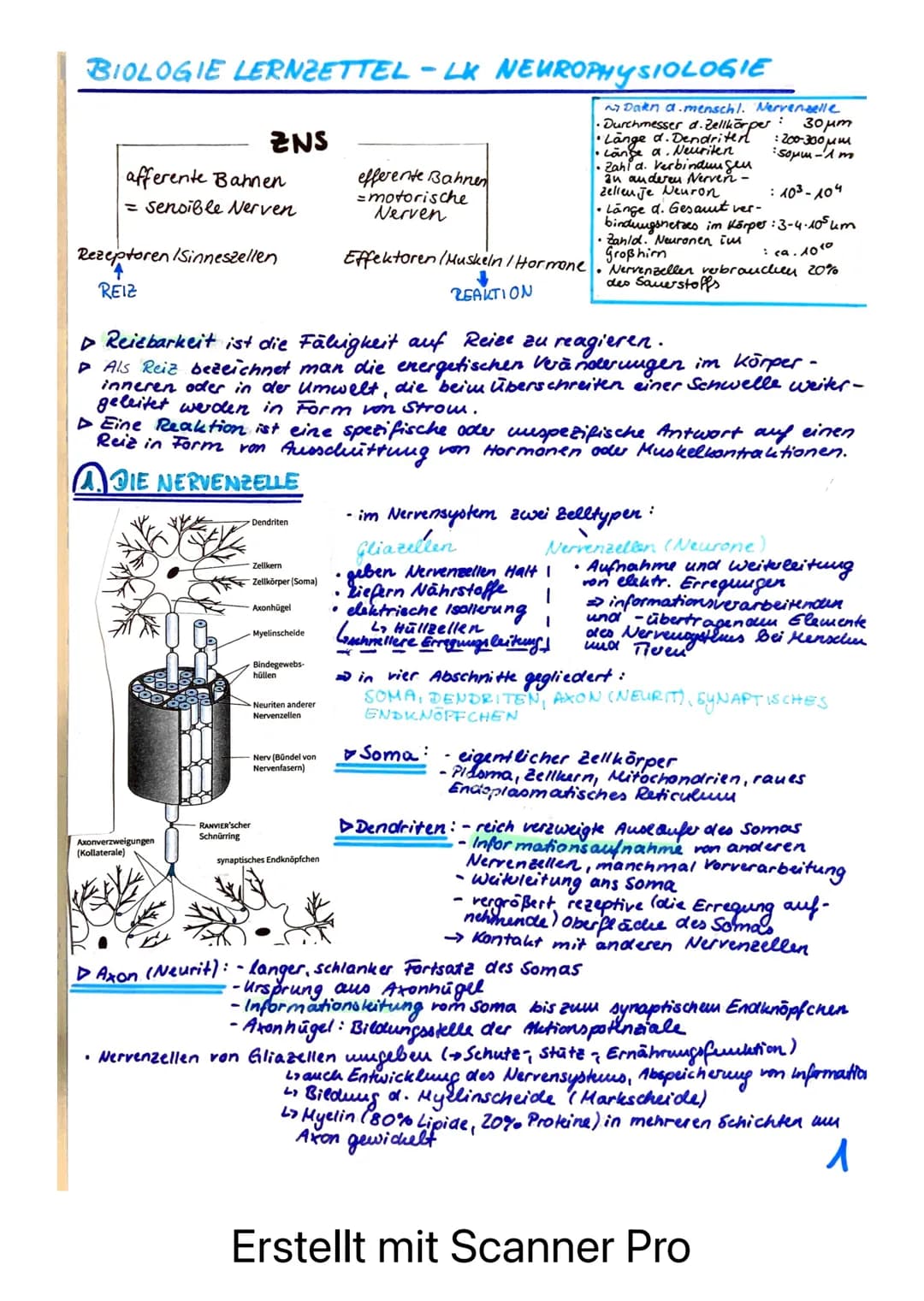BIOLOGIE LERNZETTEL - LK NEUROPHYSIOLOGIE
afferente Bahnen
= sensible Nerven
ENS
Rezeptoren /Sinneszellen
REIZ
Axonverzweigungen
(Kollateral