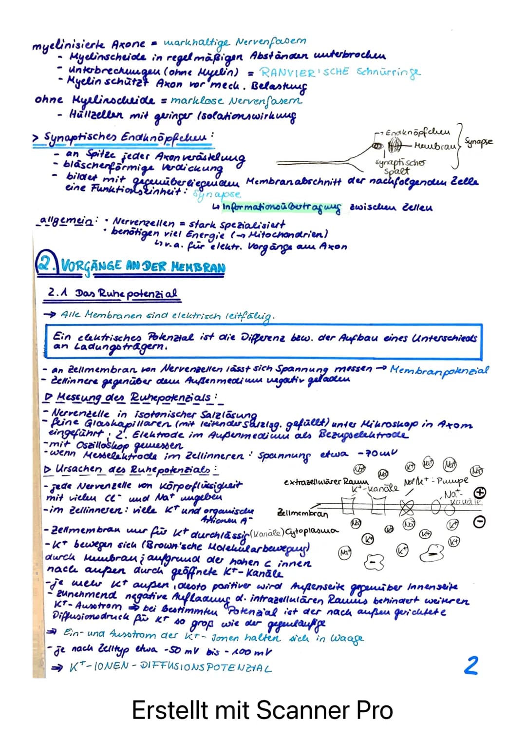 BIOLOGIE LERNZETTEL - LK NEUROPHYSIOLOGIE
afferente Bahnen
= sensible Nerven
ENS
Rezeptoren /Sinneszellen
REIZ
Axonverzweigungen
(Kollateral