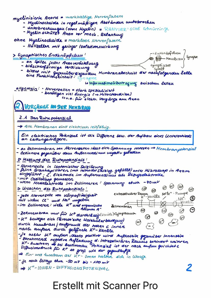 BIOLOGIE LERNZETTEL - LK NEUROPHYSIOLOGIE
afferente Bahnen
= sensible Nerven
ENS
Rezeptoren /Sinneszellen
REIZ
Axonverzweigungen
(Kollateral