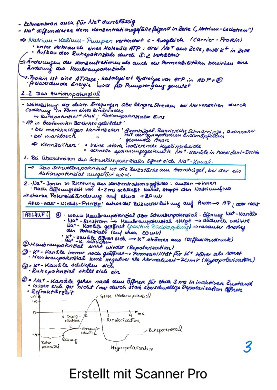 BIOLOGIE LERNZETTEL - LK NEUROPHYSIOLOGIE
afferente Bahnen
= sensible Nerven
ENS
Rezeptoren /Sinneszellen
REIZ
Axonverzweigungen
(Kollateral