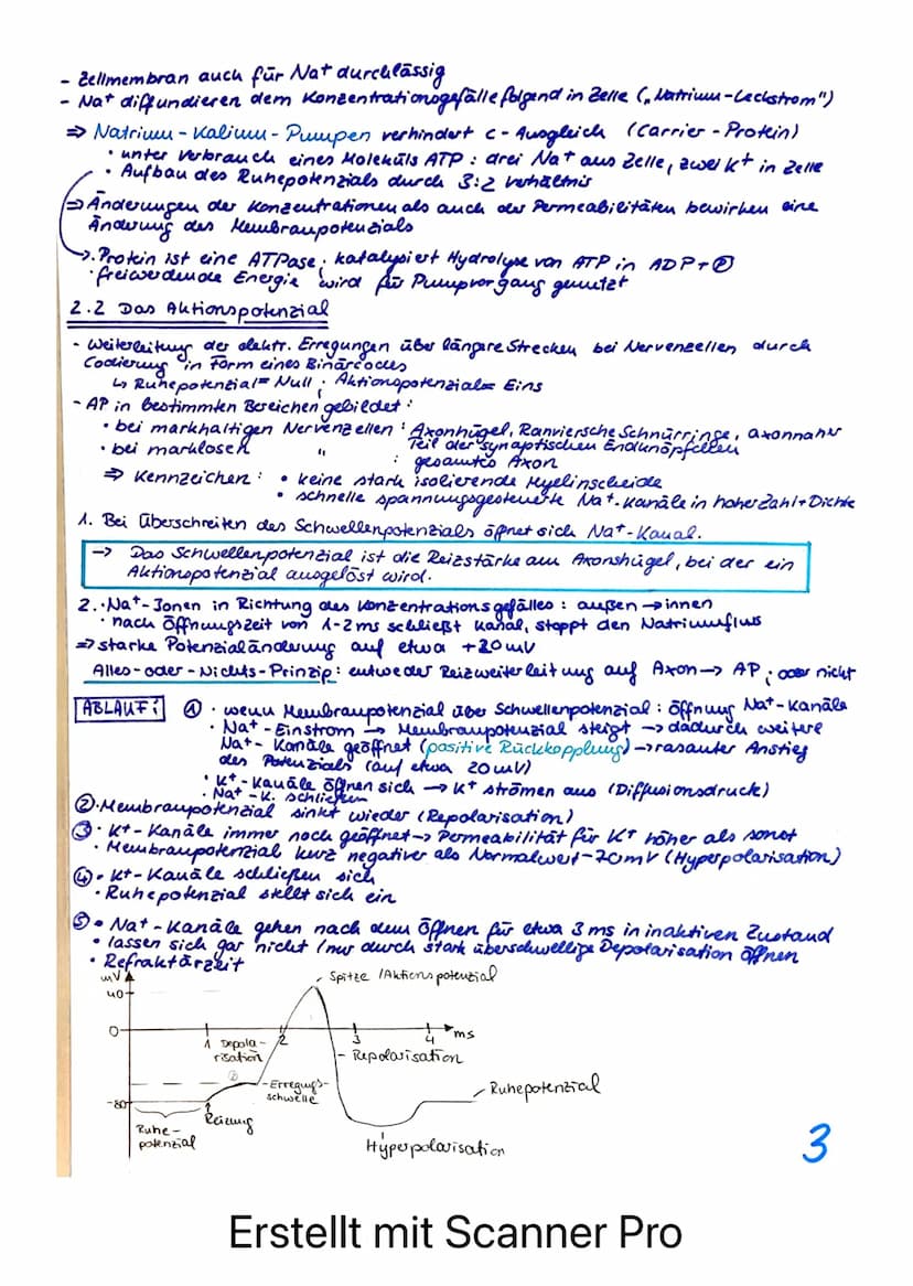 BIOLOGIE LERNZETTEL - LK NEUROPHYSIOLOGIE
afferente Bahnen
= sensible Nerven
ENS
Rezeptoren /Sinneszellen
REIZ
Axonverzweigungen
(Kollateral
