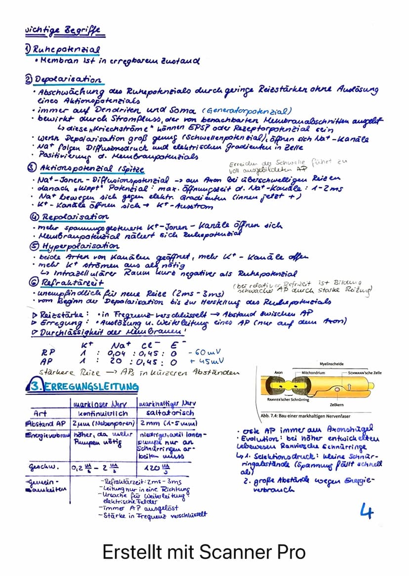 BIOLOGIE LERNZETTEL - LK NEUROPHYSIOLOGIE
afferente Bahnen
= sensible Nerven
ENS
Rezeptoren /Sinneszellen
REIZ
Axonverzweigungen
(Kollateral