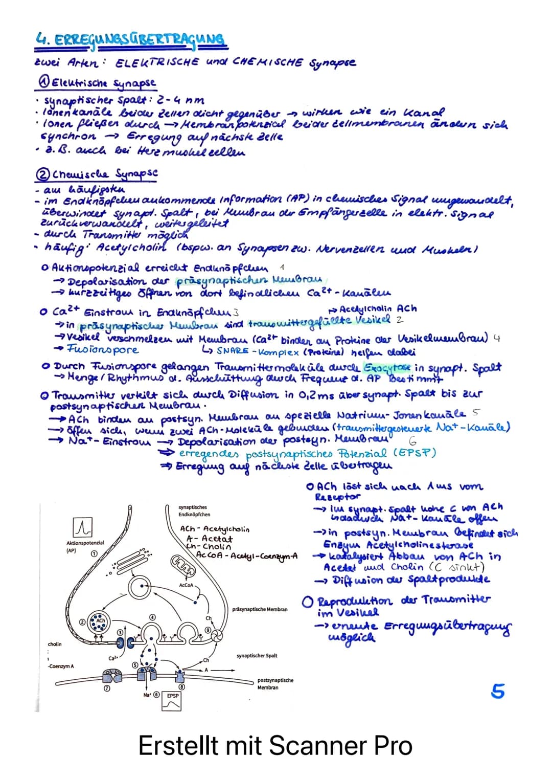 BIOLOGIE LERNZETTEL - LK NEUROPHYSIOLOGIE
afferente Bahnen
= sensible Nerven
ENS
Rezeptoren /Sinneszellen
REIZ
Axonverzweigungen
(Kollateral