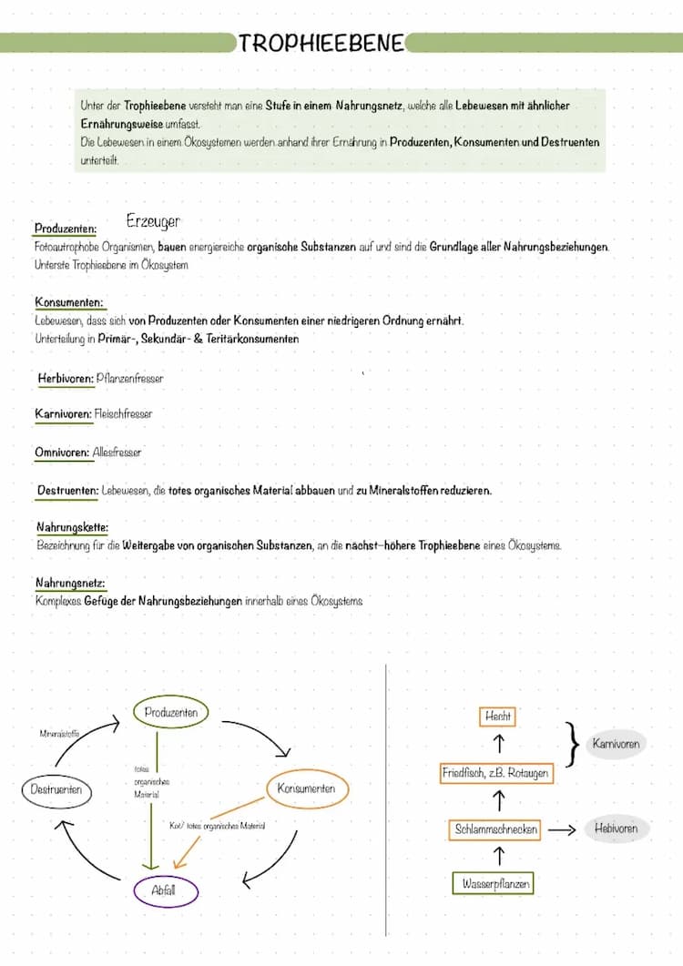 Know Biologie Q2 TROPHIEEBENE, BIOMASSENPYRAMIDE, KELPWALD thumbnail