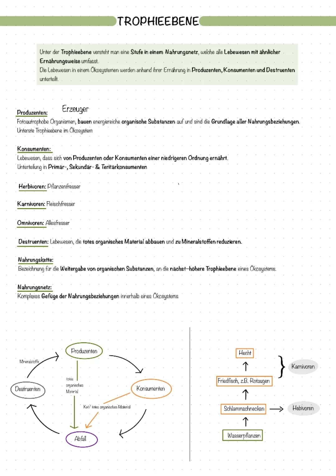 Biologie Q2 TROPHIEEBENE, BIOMASSENPYRAMIDE, KELPWALD