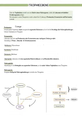 Know Biologie Q2 TROPHIEEBENE, BIOMASSENPYRAMIDE, KELPWALD thumbnail