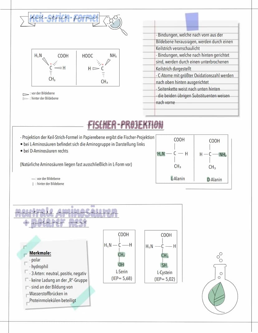 AMINOSÄUREN
bedeutung
- Bausteine der Proteine
- an Aufbau der Proteine ca. 20 Aminosäuren beteiligt
-Ausgangsstoffe für wichtige Stoffwechs
